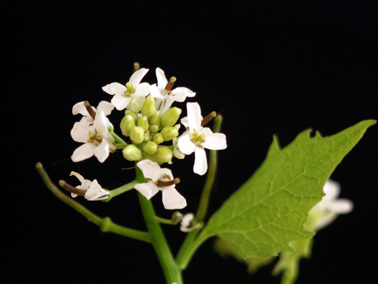 Alliaria petiolata