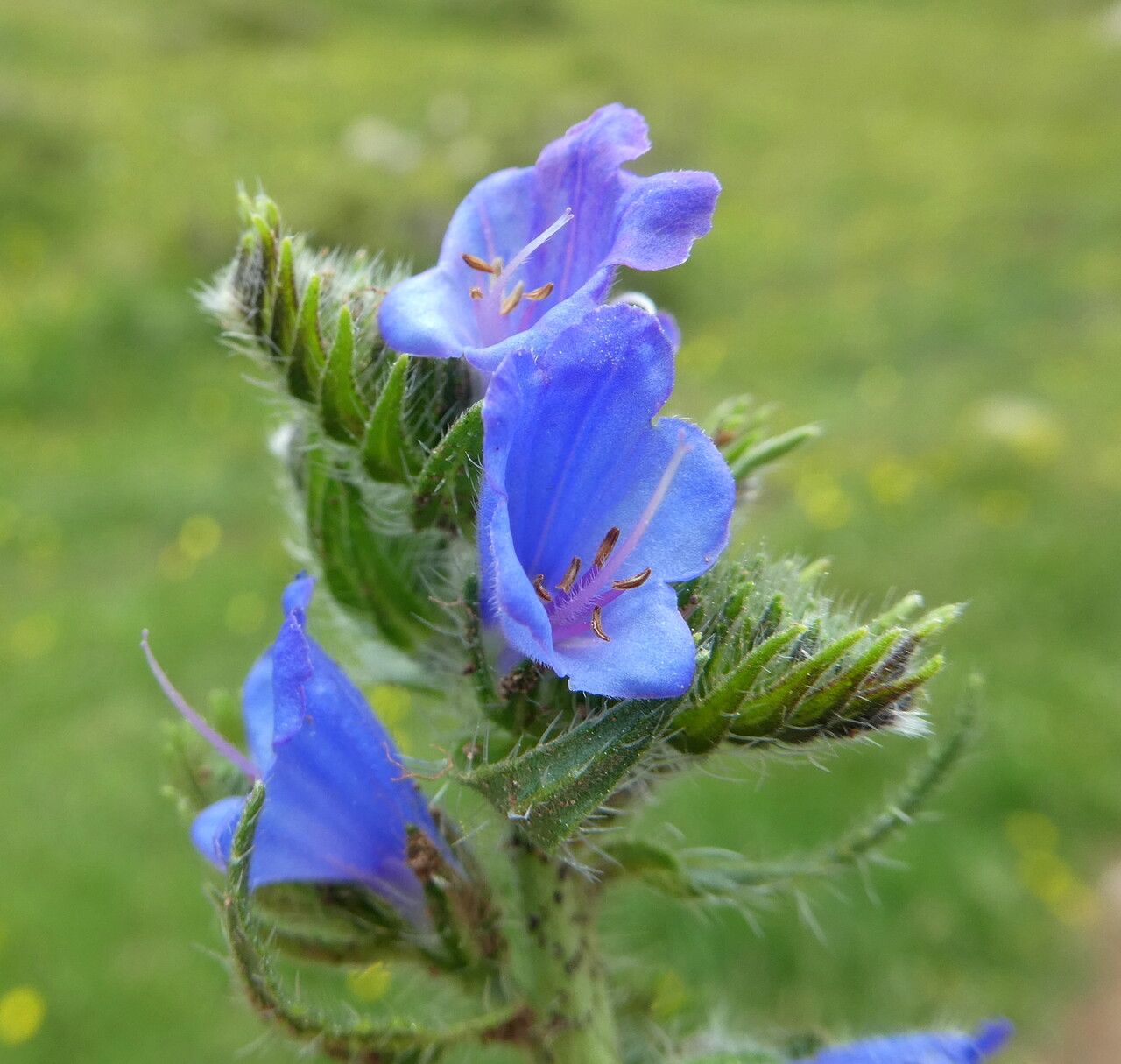 Echium vulgare L.