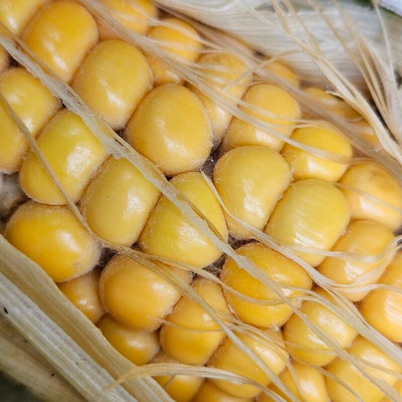 Zea mays L.