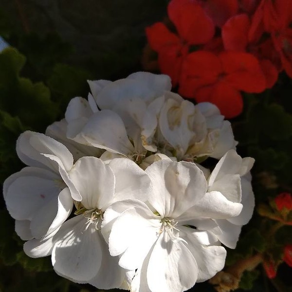 Pelargonium capitatum