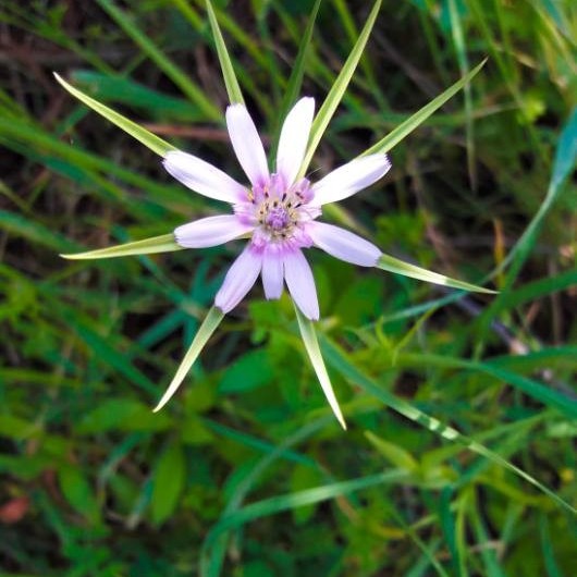 Geropogon hybridus (L.) Sch.Bip.