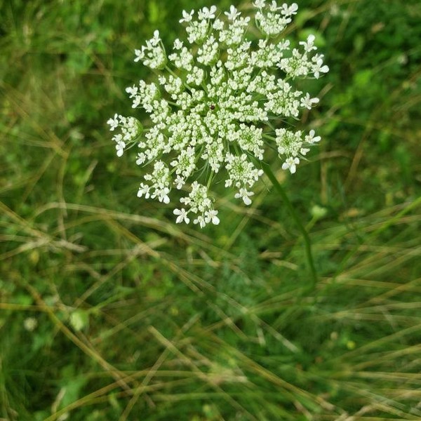 Daucus pusillus