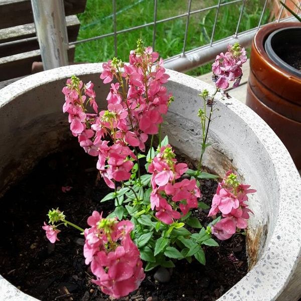 Diascia rigescens E.Mey. ex Benth.