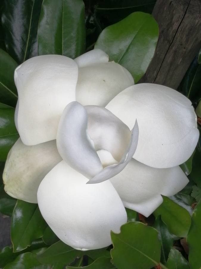 Magnolia grandiflora L.