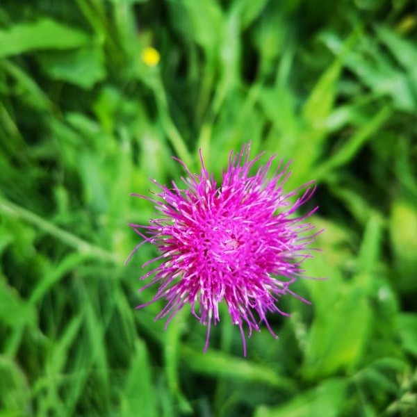Cirsium rivulare (Jacq.) All.