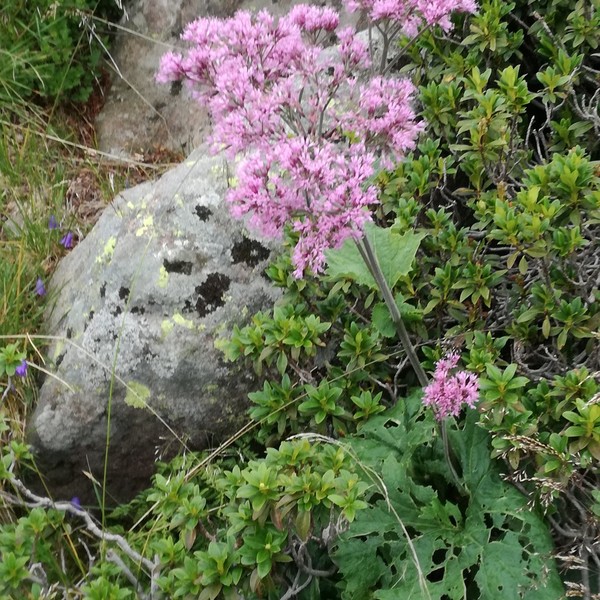 Adenostyles leucophylla Rchb.