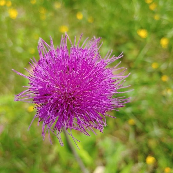 Cirsium tuberosum (L.) All.