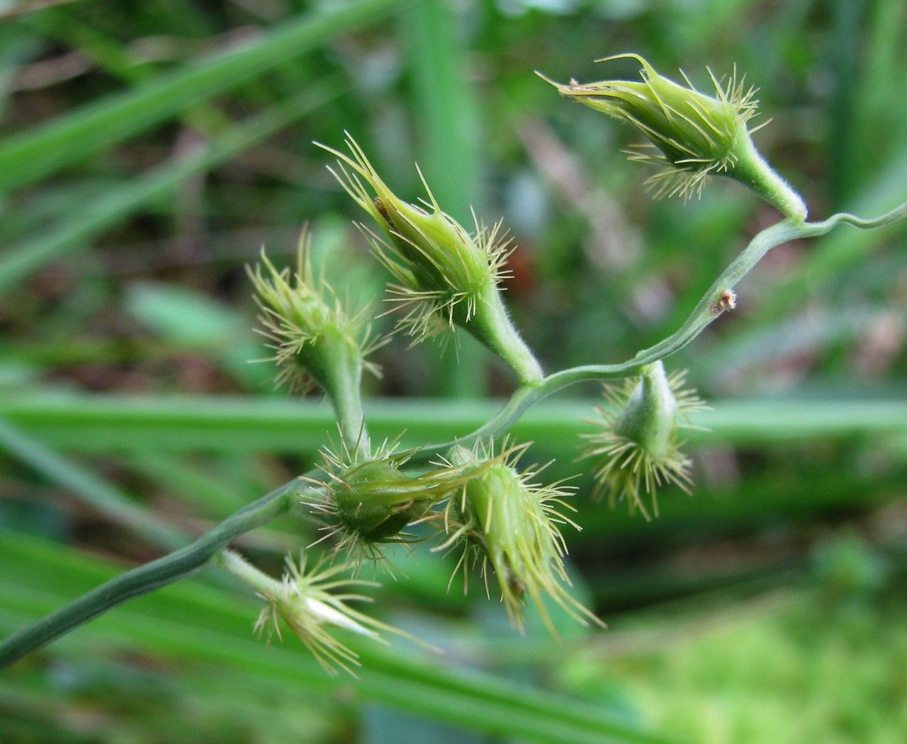 Cenchrus agrimonioides Trin.