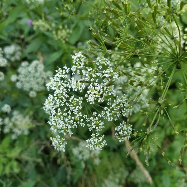Chaerophyllum aromaticum L.
