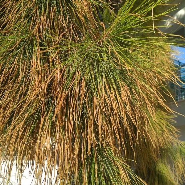 Casuarina cunninghamiana Miq. LC