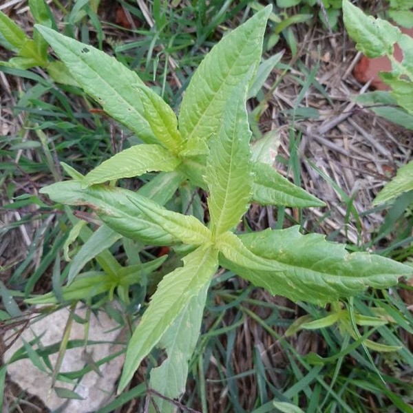 Guizotia abyssinica (L.f.) Cass.