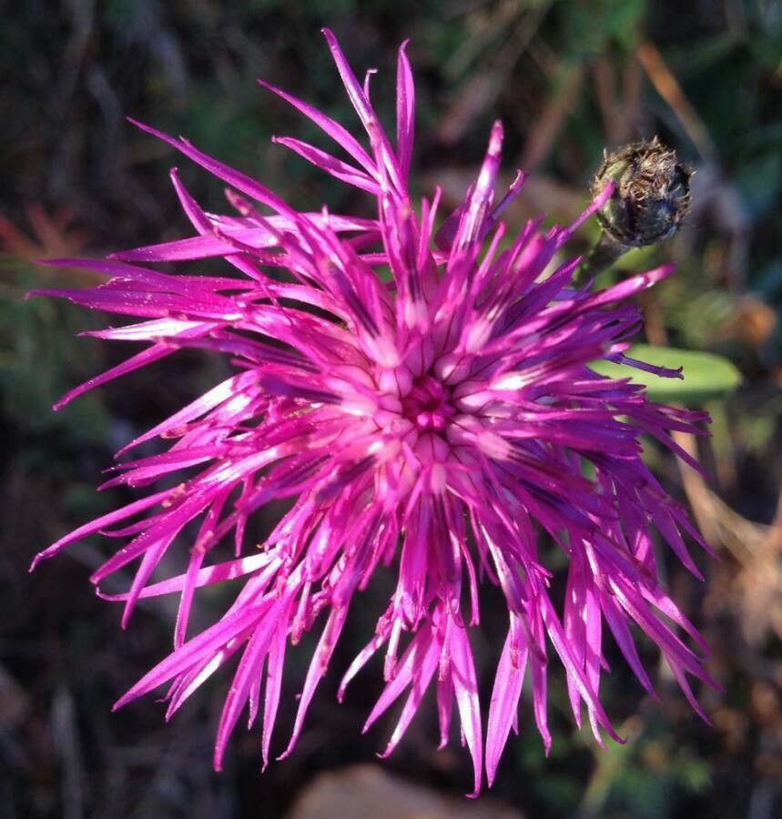 Centaurea jacea L.