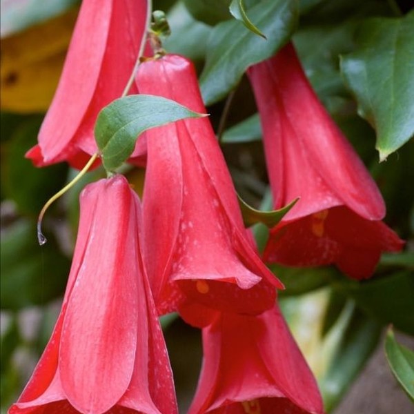 Lapageria rosea Ruiz & Pav.