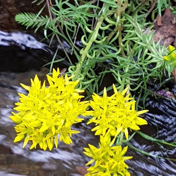 Petrosedum montanum (Songeon & E.P.Perrier) Grulich
