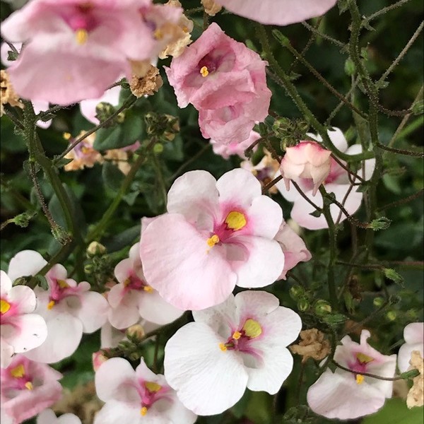 Diascia rigescens E.Mey. ex Benth.