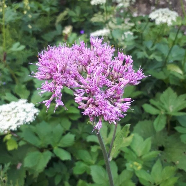 Adenostyles alpina (L.) Bluff & Fingerh.