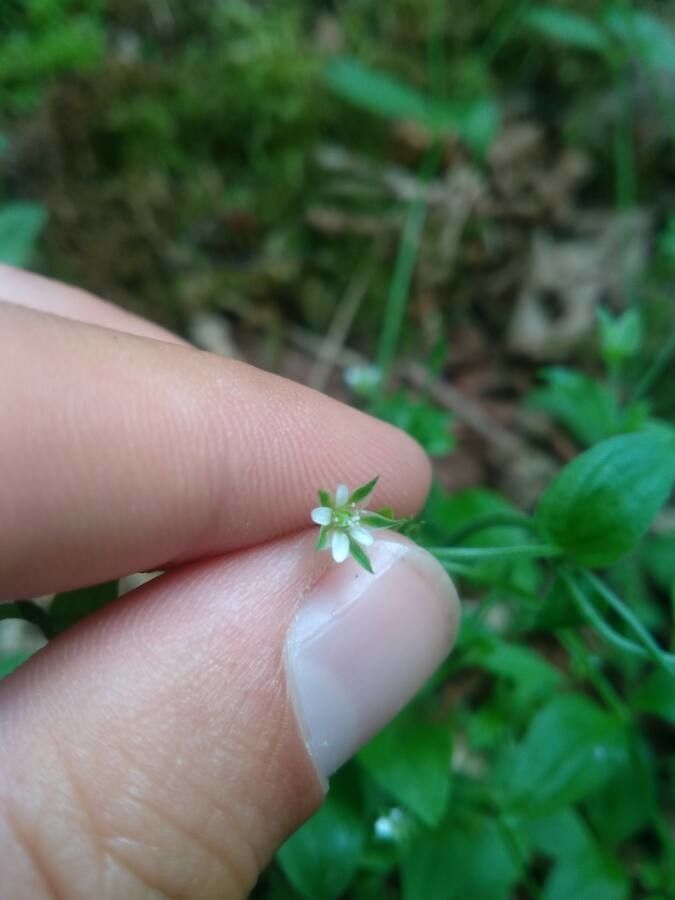 Moehringia trinervia (L.) Clairv.