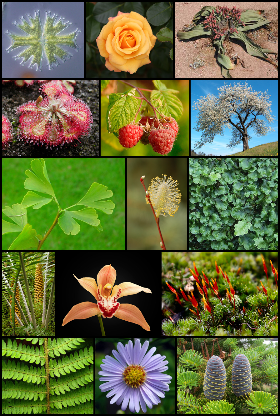 Diversity of plants