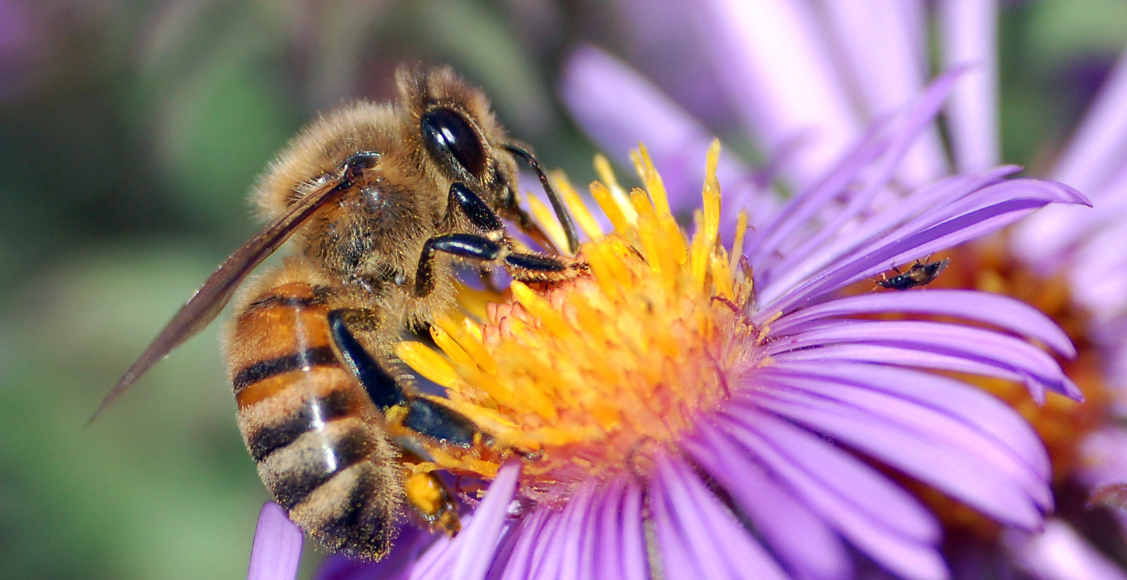 Honey bee