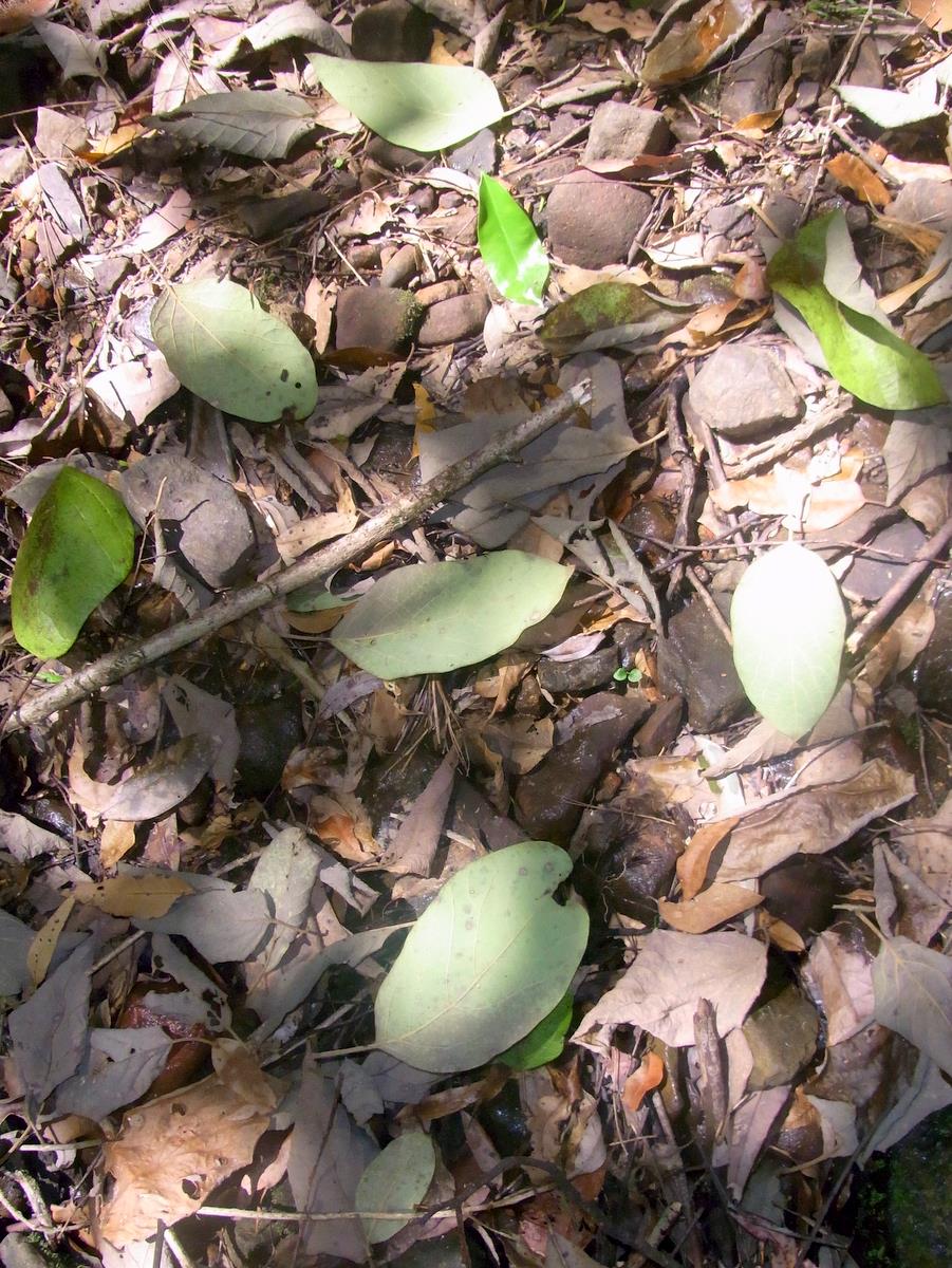 Leaves on the ground, in a forest