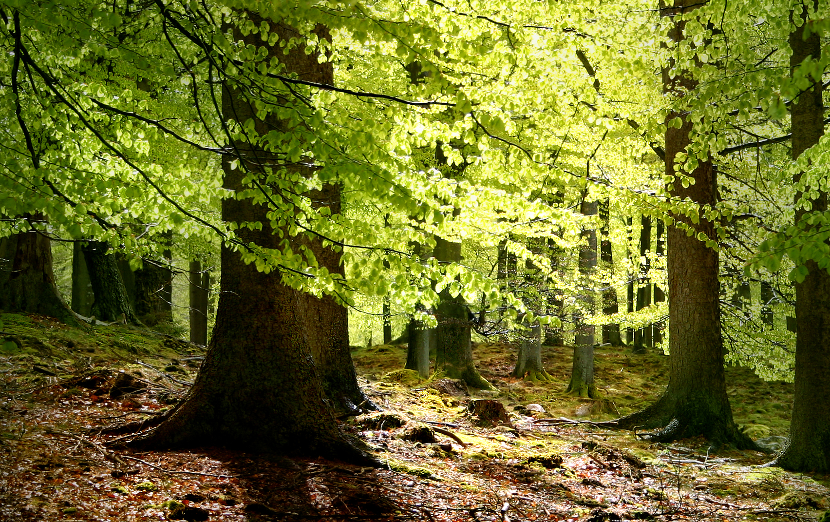 Leaves on the ground, in a forest