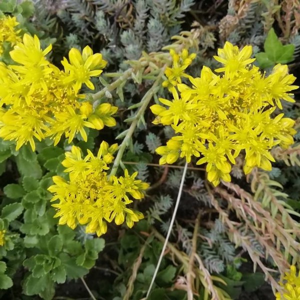 Petrosedum rupestre (L.) P.V.Heath