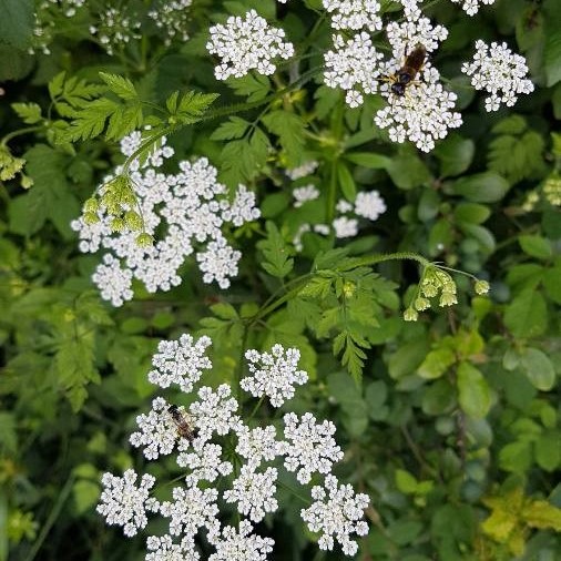 Chaerophyllum temulum L.